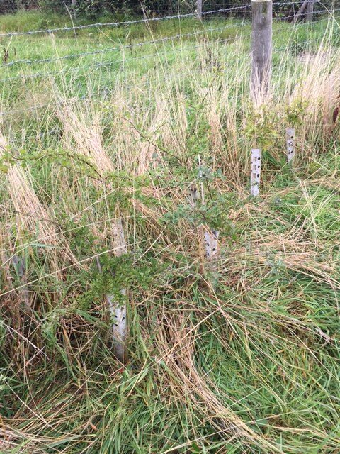 Hedge Guard image (10)