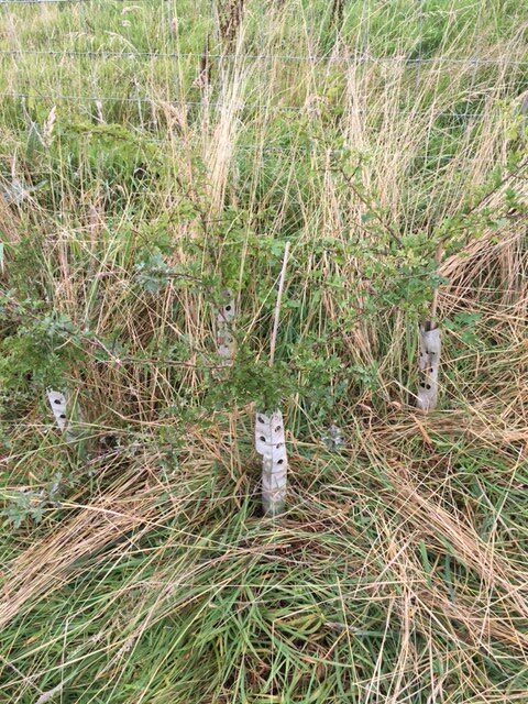 Hedge Guard image (11)