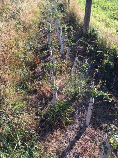 Hedge Guard image (7)