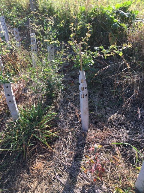 Hedge Guard image (8)